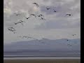 Barnacle Geese