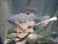 Fishin Blues Fishin Blues