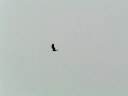 ?????C-730 Ultra Zoom?????????(2008?8?20?)
