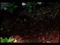 Pine Bark Mulch
