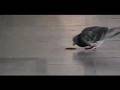 Assistir ao v�deo