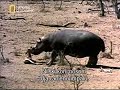 A hypo tries to save an impala from a crocodile. From National Geographic Amazing Moments.