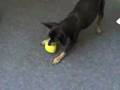 Miniature Pinscher Training