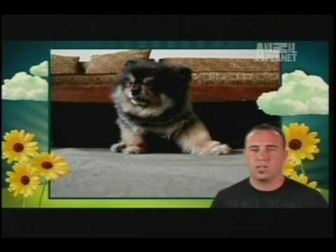 America's Cutest Dog - Including Pablo the Chihuahua (Animal Planet)