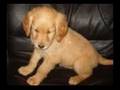 Labradoodle Breeder Puppies  Soo Cute