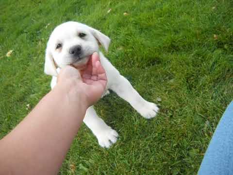 Jazz at 6 weeks of age