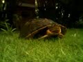Tortoise
