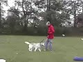 Dog Training Schools