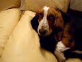 Basset Jim Beam si Mau the skogkatt Basset Jim Beam si Mau the skogkatt