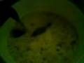 videos de Como preparar fernet-con el chef tino