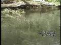 River Derwent Fly fishing for trout and grayling