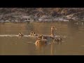 Gypo Goslings Gypo Goslings