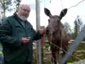 videos de Einar og elgen på Langedrag