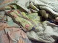 The Reason my Bed is a mess!