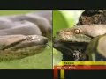 www.safarivideos.net anaconda attack man