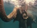 Attenborough Rides an Elephant