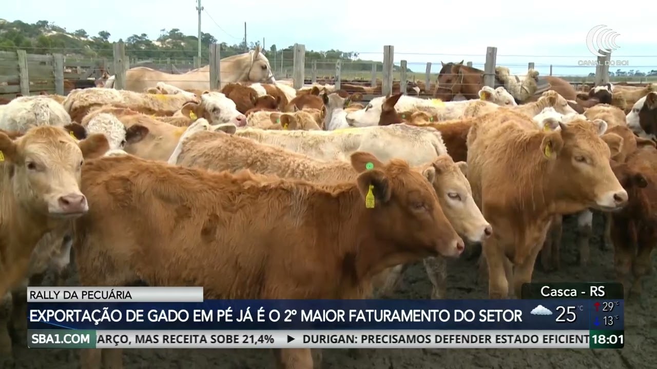Exportações de carne bovina e gado em pé crescem no 1º trimestre