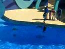 HongKong Ocean park 26