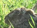 Peuteren in de polder met de camera. In dit filmpje zie je het resultaat van een ochtend in de polder. Om mijn wildschilderijen te zien, bezoek mijn websitehttp://www.nicobulder.com/olieverfschilderijen/