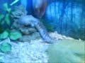 BLUE TONGUE SKINK EATS MOUSE