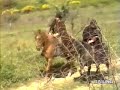 briganti::eredit� della priora -soldati briganti e contadini