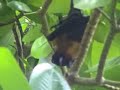Fruit Bats Of Kuramathi