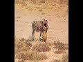 Lioness vs zebra