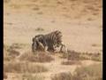 Lioness vs zebra