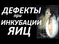 Видео - Дефекты при ИНКУБАЦИИ яиц / Основные ОШИБКИ / Почему рождаются уродцы