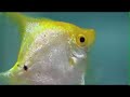 Japan Fishing-Tsukiji ??-Foreign Correspondent Part 1 of 2 Japan Fishing-Tsukiji ??-Foreign Correspondent Part 1 of 2
