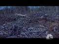 NBC17 Clear Cutting 1 of 4