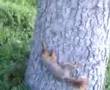 sincap video
