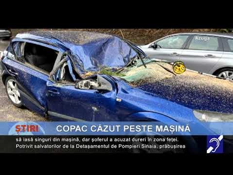 Mașină distrusă de un copac căzut