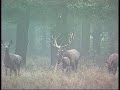 Majestic Red Deer/Majestueus Edelhert
