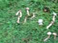 Mushroom Hunt