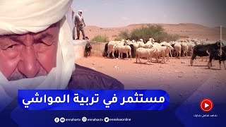 المنيعة: الحاج الشايش.. خبرة في تربية المواشي بالأراضي الرعوية الصحراوية
