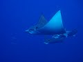 3 Eagle Rays Turks and Caicos