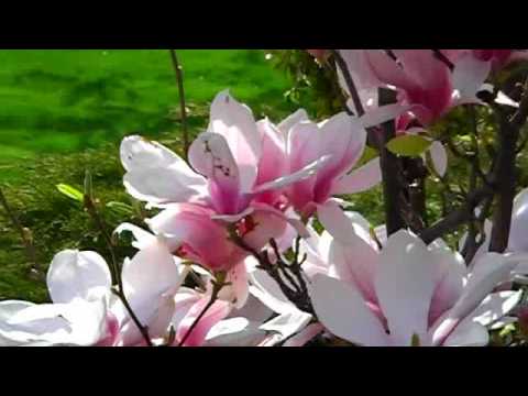 KWITNĄCE MAGNOLIE.