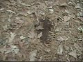 Bigfoot Sighting in East Texas