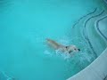 Cisco goes swimming.....