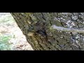 Lucanus cervus is battling