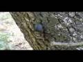 Lucanus cervus is battling