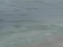 Hand Caught Shark Release,Shark Bites