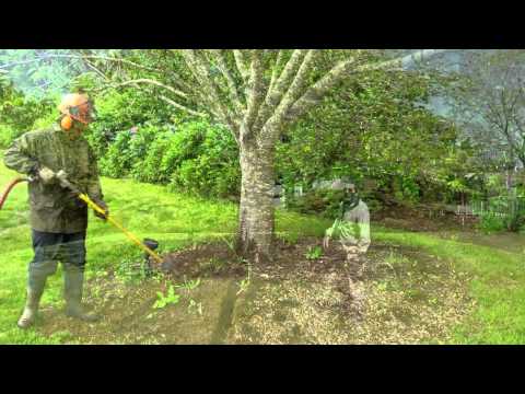 how to deep root fertilize a tree