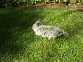 flove in the yard flove in the yard