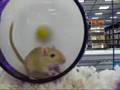 Gerbils of Fire