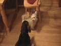 molly and tea chasing eachother molly and tea chasing eachother