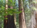 primavera en yosemite