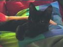 Felicia the Cat