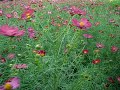 -2007-cosmos-festival.html